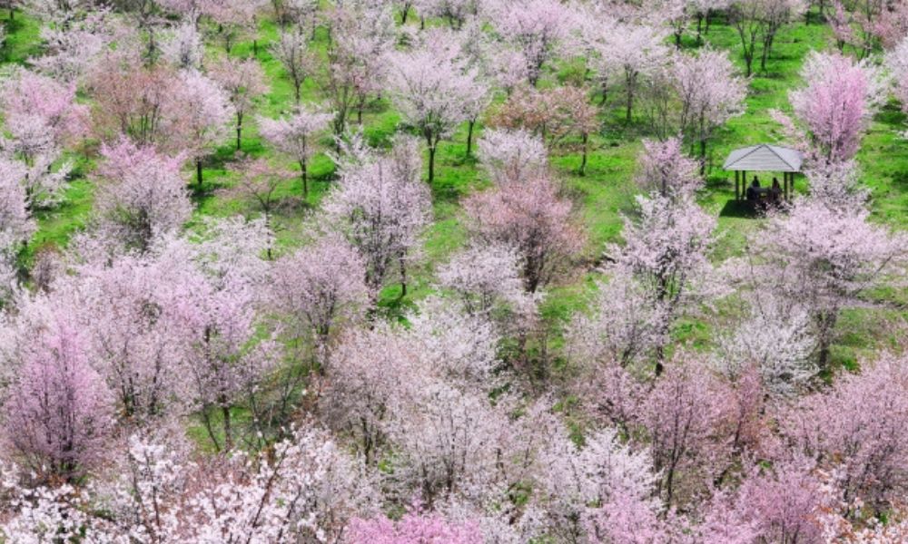 ドラマ　フォレストのロケ地はどこ？